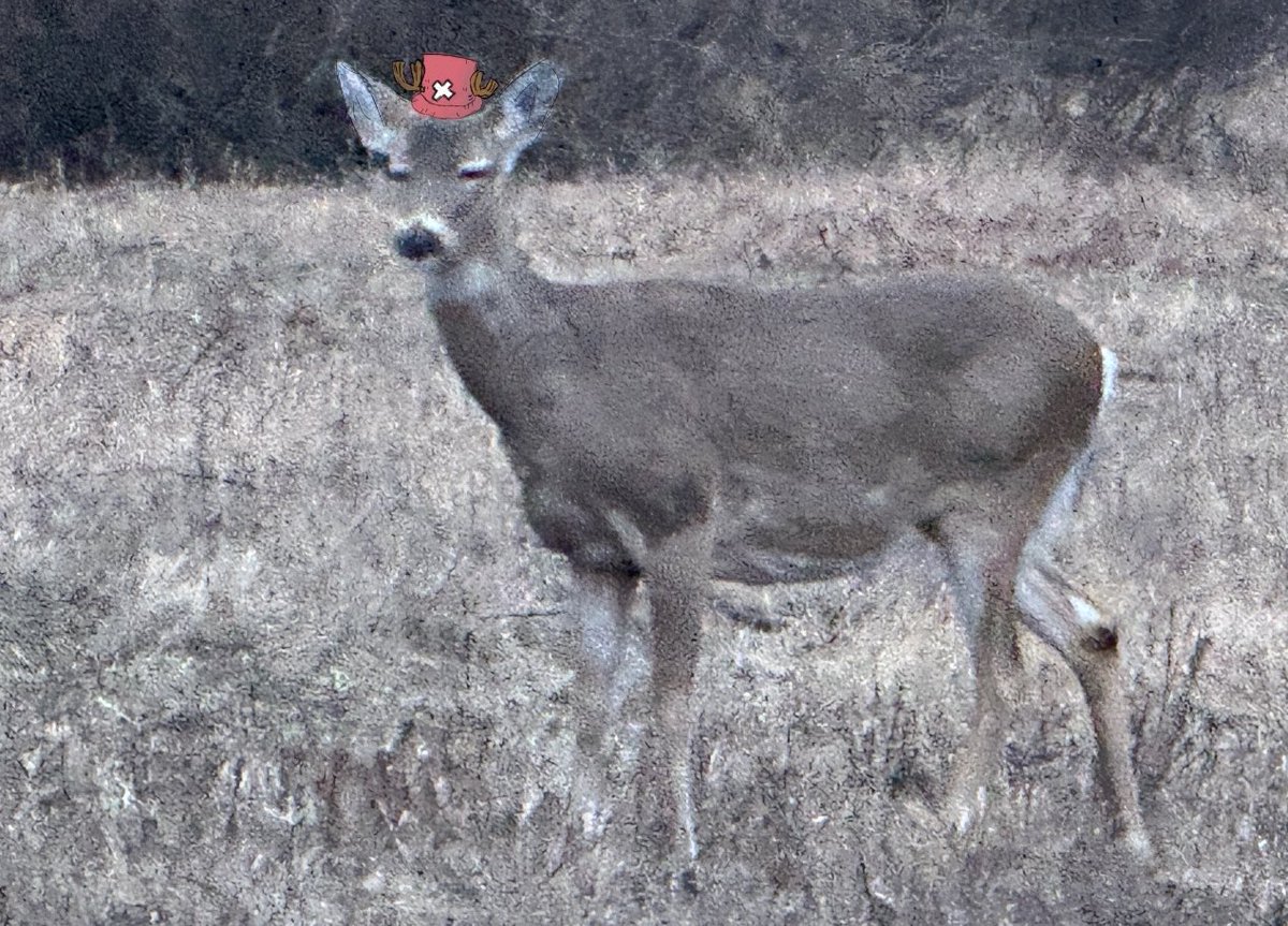 deerdolson's tweet image. drew chopper hats on some deer around my work