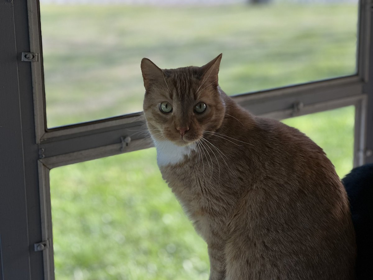 Clover looking handsome.