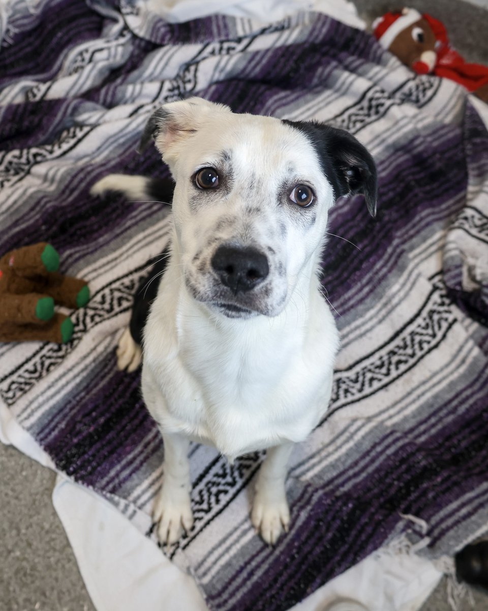 These pups are looking for foster homes!

We have a bunch of pups hoping for temporary foster stays - some to build confidence, others just waiting on space at our Adoption Center, but these guys are all healthy or non-contagious so we’d love to get them out of our Medical Center