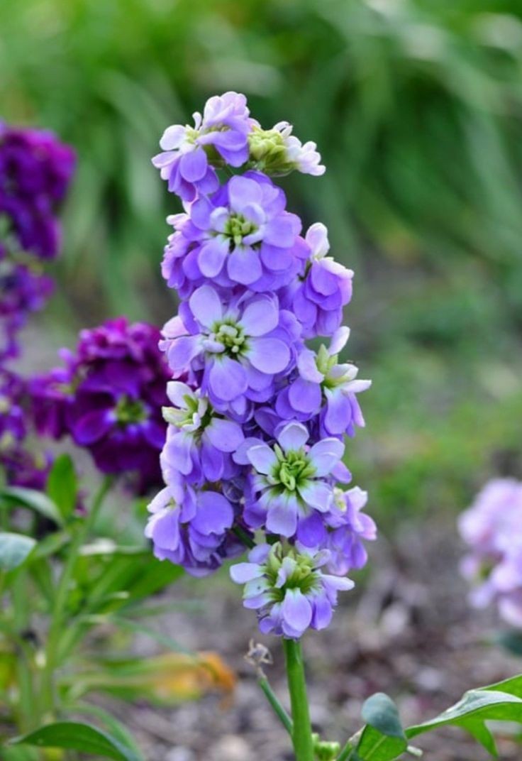 Naturepathway's tweet photo. "Nature's vibrant poetry captured in delicate purple blooms 🌸✨ #GardenCharm #PurpleGrace #NatureSplendor #FloralBeauty" https://t.co/ZLE85fK4sh