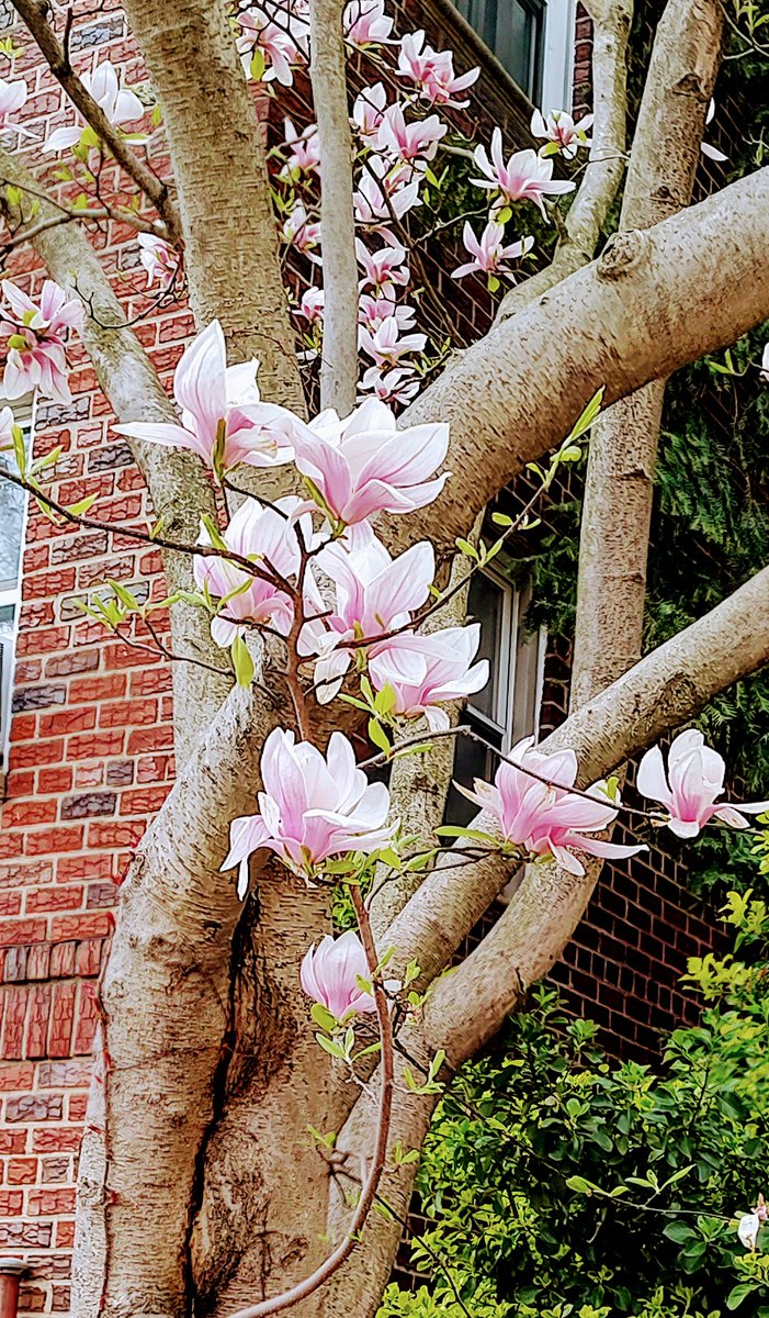 watergatesummer's tweet photo. #FallingPetals the petals are falling gently. "Cherie" is beautiful as ever. And I have started exploring her wonders. Petal Simple Syrup, Pickled Petals, Sipping Petal Gin ( hooch) & Petal Oil & Petal Tea and Pink Petal Salt. 4/19/2025 https://t.co/QaFufgaVrt
