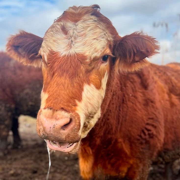CowoftheDay1's tweet photo. 📅 23rd April 2025
🐮 Milkshake
🏷️ Instagram/farmhousegardenanimalhome
💕 #animaloftheday https://t.co/tuxEfrZGfF