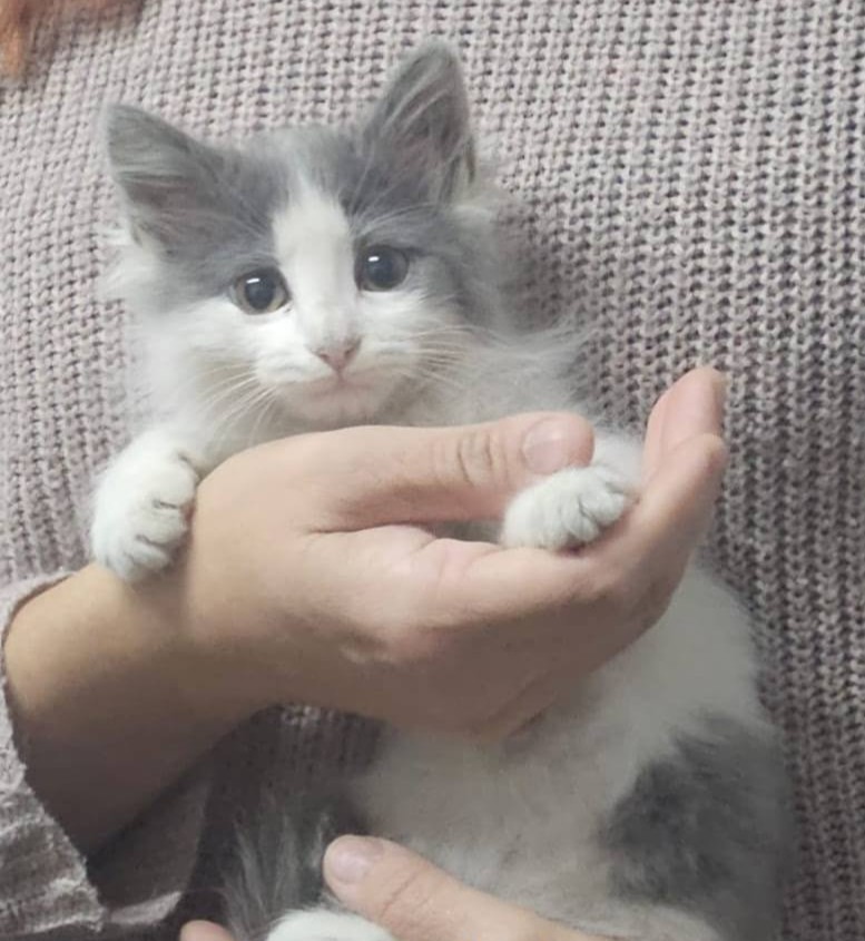 Hermosa hembrita, de dos meses, en adopción. Buscan una familia donde la cuiden y le tengan mucha paciencia. Está desparasitada y es muy juguetona. Si deseas adoptarla, con compromiso de mantener su calendario de vacunación y desparasitación, comunícate al 954184373.
#LaCisterna