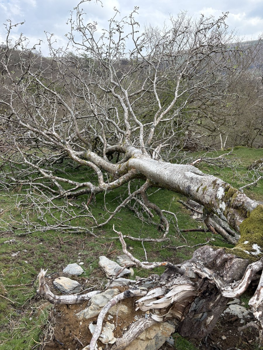 LloydFamFarm's tweet photo. Aftermath of Storm Darragh… https://t.co/lIpNESH3a3