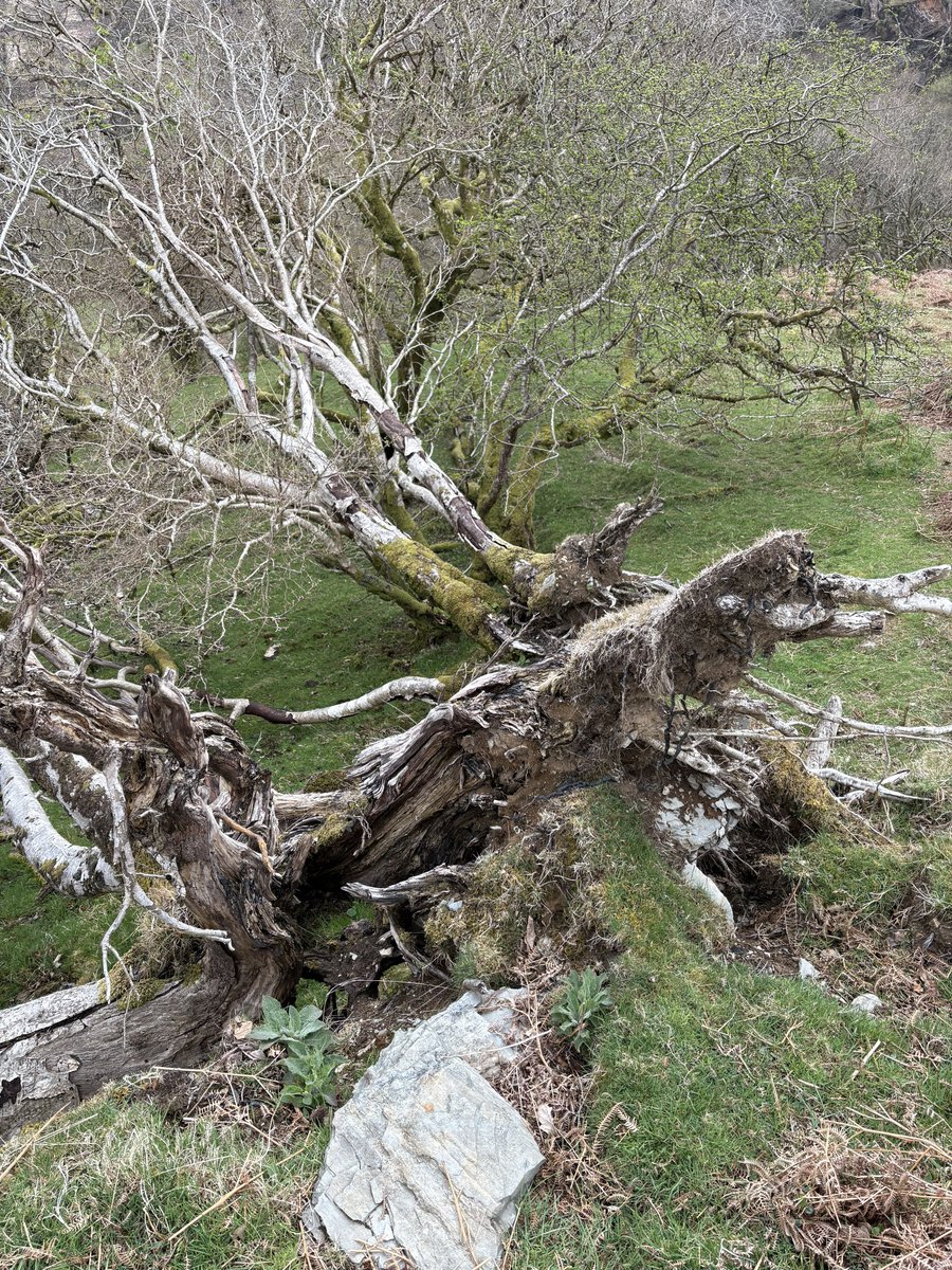 LloydFamFarm's tweet photo. Aftermath of Storm Darragh… https://t.co/lIpNESH3a3