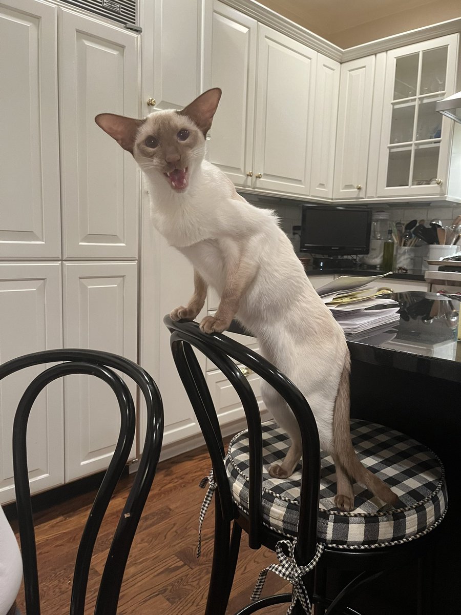 Celeste is animating! tweet media