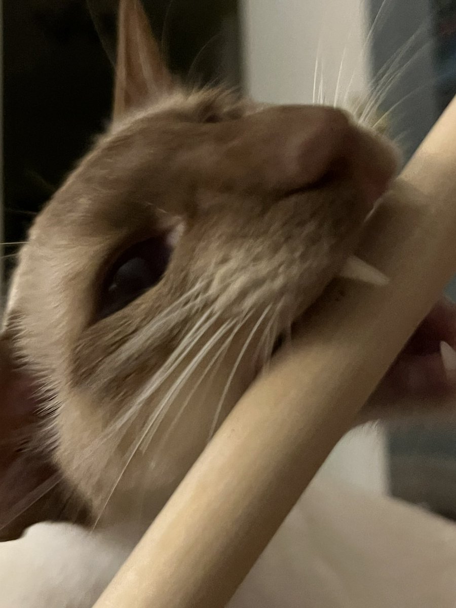 Celeste is animating! tweet media