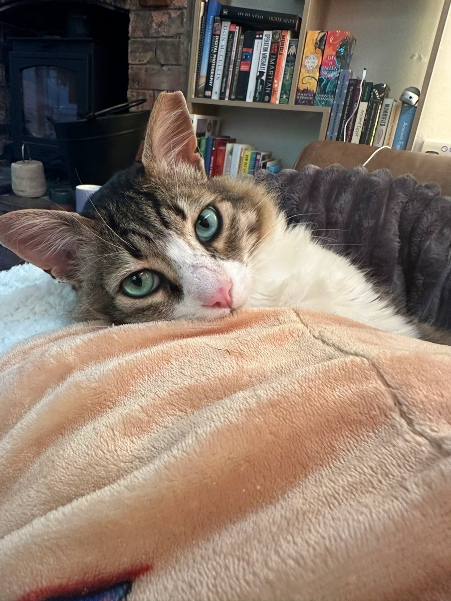 🐾 Cervantes the SuperCat 🐾 (@CervantestheC) / Posts / X