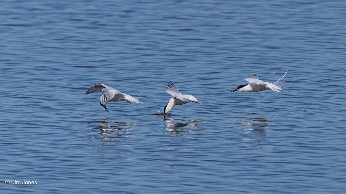 Kim Jones (@kim_cm1) on Twitter photo Roseate Tern catching a bug from the surface of the main lagoon at <a href="/WWTWelney/">WWT Welney</a>
<a href="/Natures_Voice/">RSPB</a> <a href="/_BTO/">BTO</a> <a href="/CanonUKandIE/">Canon UK and Ireland</a>
Composite of three images taken at 15fps using <a href="/Photoshop/">Adobe Photoshop</a>
#FSPrintMonday <a href="/AP_Magazine/">Amateur Photographer</a> <a href="/BBCSpringwatch/">BBC Springwatch</a> Roseate Tern catching a bug from the surface of the main lagoon at <a href="/WWTWelney/">WWT Welney</a>
<a href="/Natures_Voice/">RSPB</a> <a href="/_BTO/">BTO</a> <a href="/CanonUKandIE/">Canon UK and Ireland</a>
Composite of three images taken at 15fps using <a href="/Photoshop/">Adobe Photoshop</a>
#FSPrintMonday <a href="/AP_Magazine/">Amateur Photographer</a> <a href="/BBCSpringwatch/">BBC Springwatch</a>