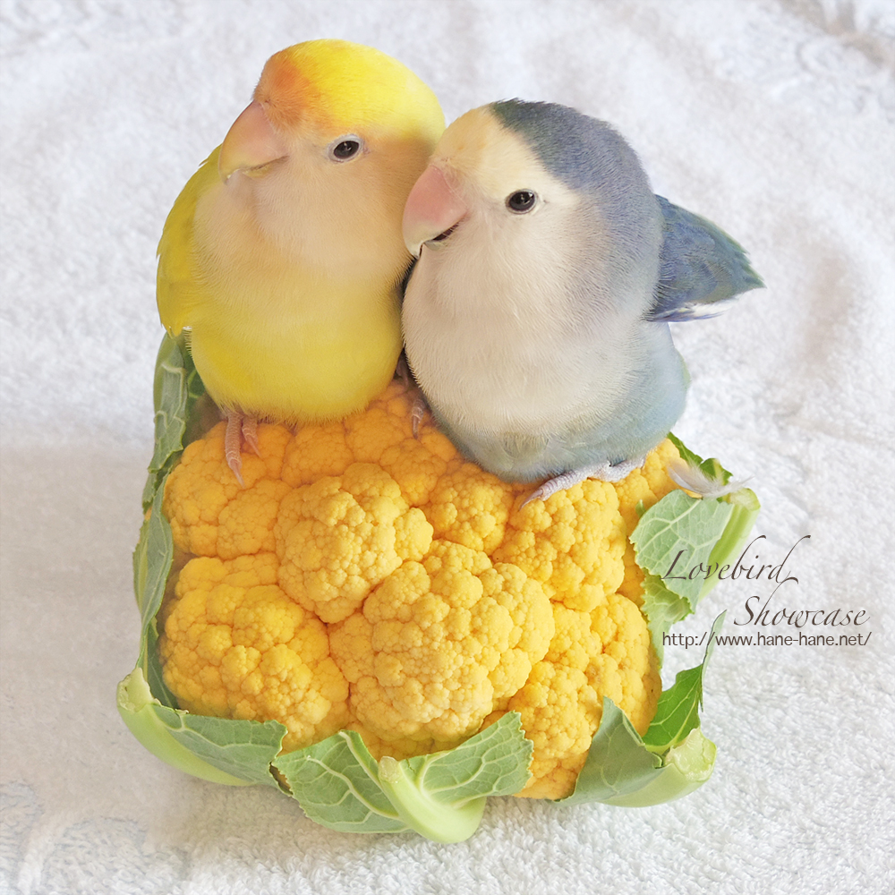 ＊kaori＊♡birdshowcas tweet media