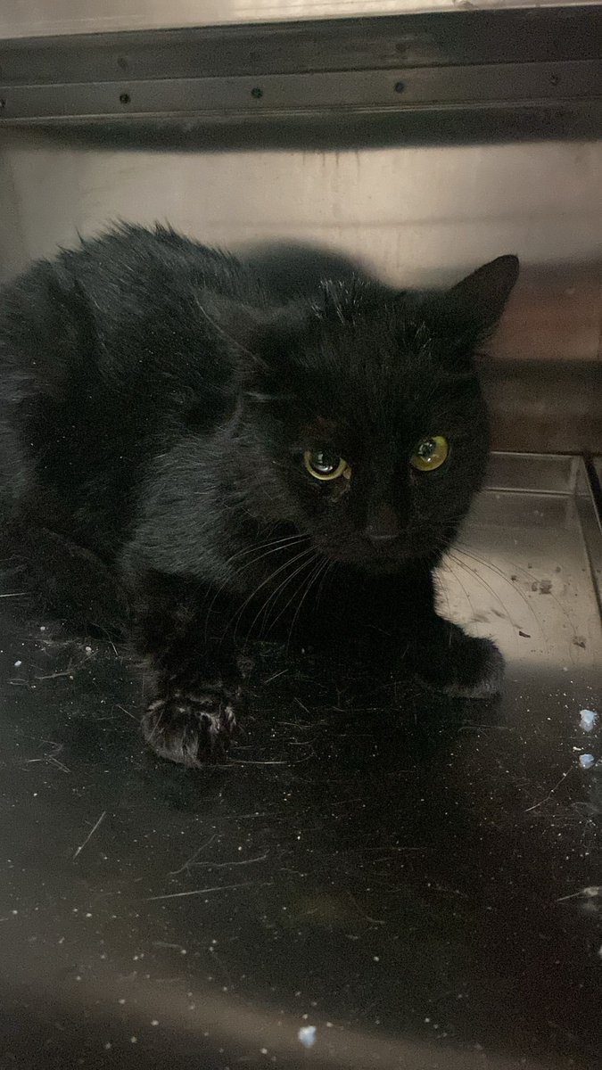 🚨 ACİL GEÇİCİ KALICI YUVA 🚨

Dişi , 1 yaşlarında. Araba ezmişti şu anki durumu iyi ama damağında yarık ve çenesinde kırık var dediler. Çenesi hızlı kaynayabilir dediler fakat farklı bir yerde daha muayenesi yapılacak. Öğrenciler tedavisini üstlendiler ve kalma ücreti zorluyor.