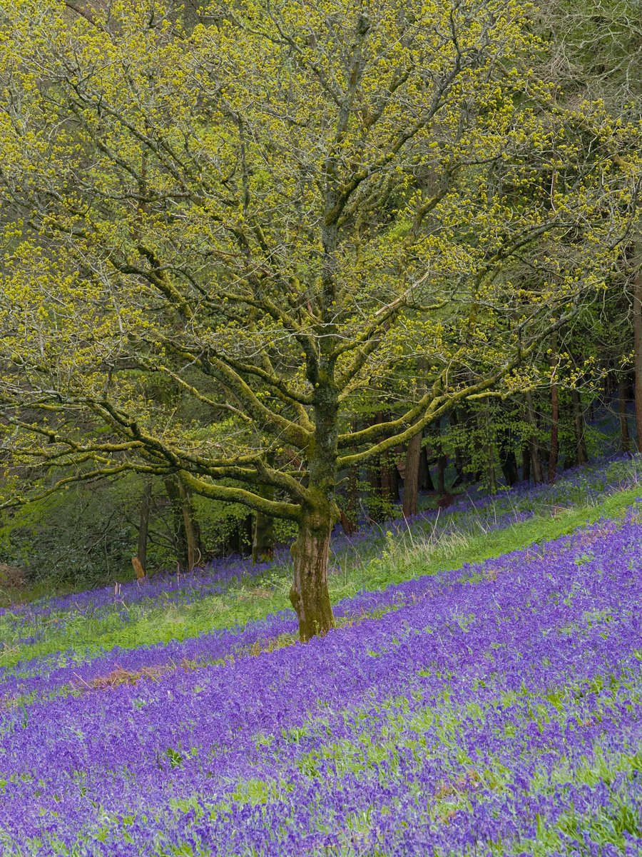 TipsyOnTour's tweet photo. Bluebells, Clent Hills, England

#Flowers #hikingadventures #flowerphotography https://t.co/xomXzaT4rf