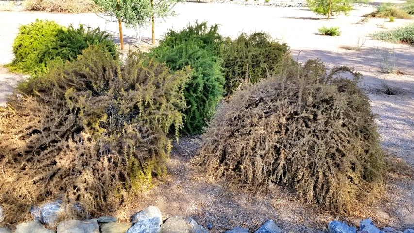 City of Mesa, Arizona (@cityofmesa) on Twitter photo Free class: Heat-Proof Landscaping, part of our Xeriscape Done Right series, with landscape expert Noelle Johnson! Learn to spot heat stress in plants, reduce reflected heat and choose "heat-proof" plants. Attend for a chance to win a prize! my.mesaaz.gov/4iTXc3M <a href="/MesaLibrary/">Mesa Public Library</a> Free class: Heat-Proof Landscaping, part of our Xeriscape Done Right series, with landscape expert Noelle Johnson! Learn to spot heat stress in plants, reduce reflected heat and choose "heat-proof" plants. Attend for a chance to win a prize! my.mesaaz.gov/4iTXc3M <a href="/MesaLibrary/">Mesa Public Library</a>