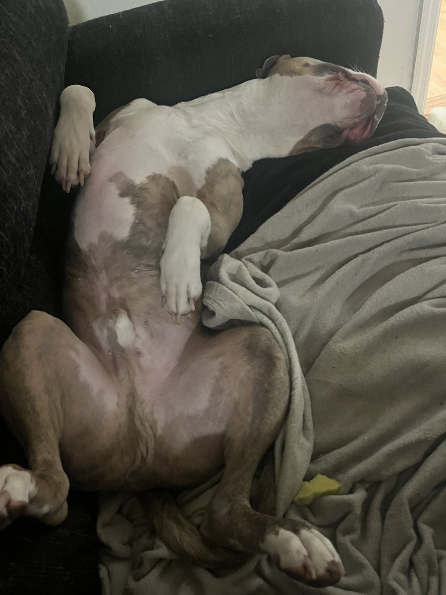 Saturday Snoozes 🐶🐾