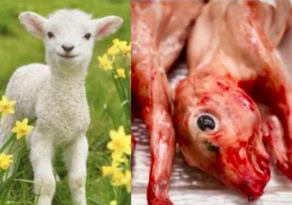 vnpoint's tweet photo. So Itโs Easter And Look What Youโve Done.
BE FUCKING VEGAN, IN THE NAME OF GOD.
Itโs 2025 now! https://t.co/D2Dsf9AjAM