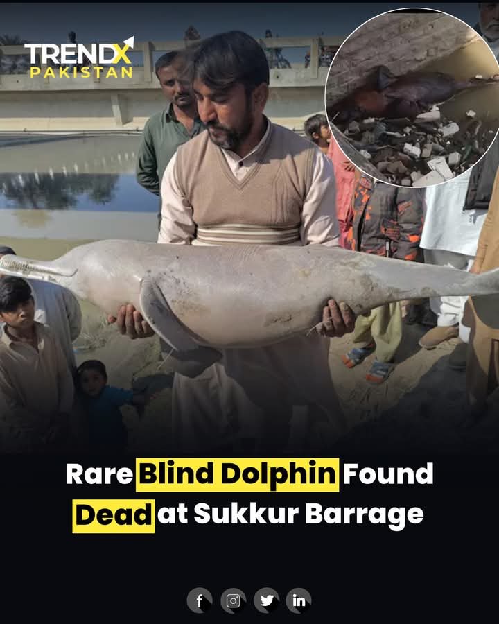 SumetaSyed's tweet image. A rare Indus blind dolphin found dead at Sukkur Barrage is a wake-up call. The Indus is dying — and with it, our land, delta, and future. This isn’t just a tragedy, it’s a warning.

No more canals on the Indus. #SaveIndus #SindhSpeaks
@BBhuttoZardari