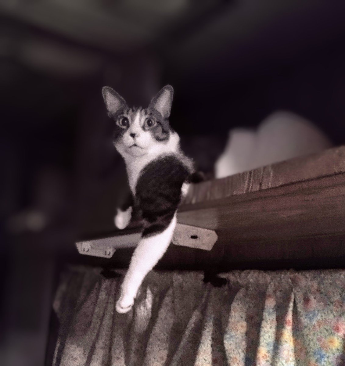 #Caturday   18 month old Roger Rabbit!