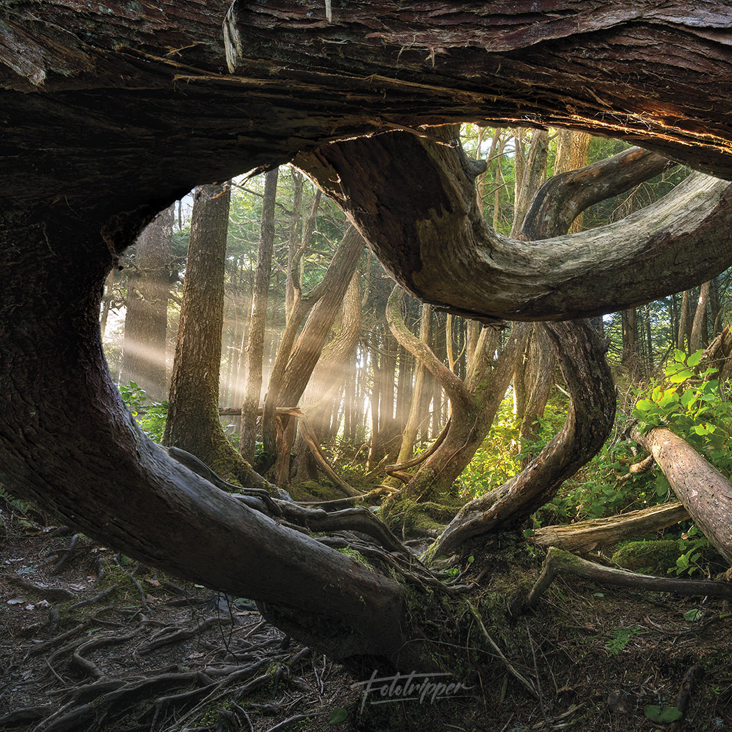 Fototripper tweet media