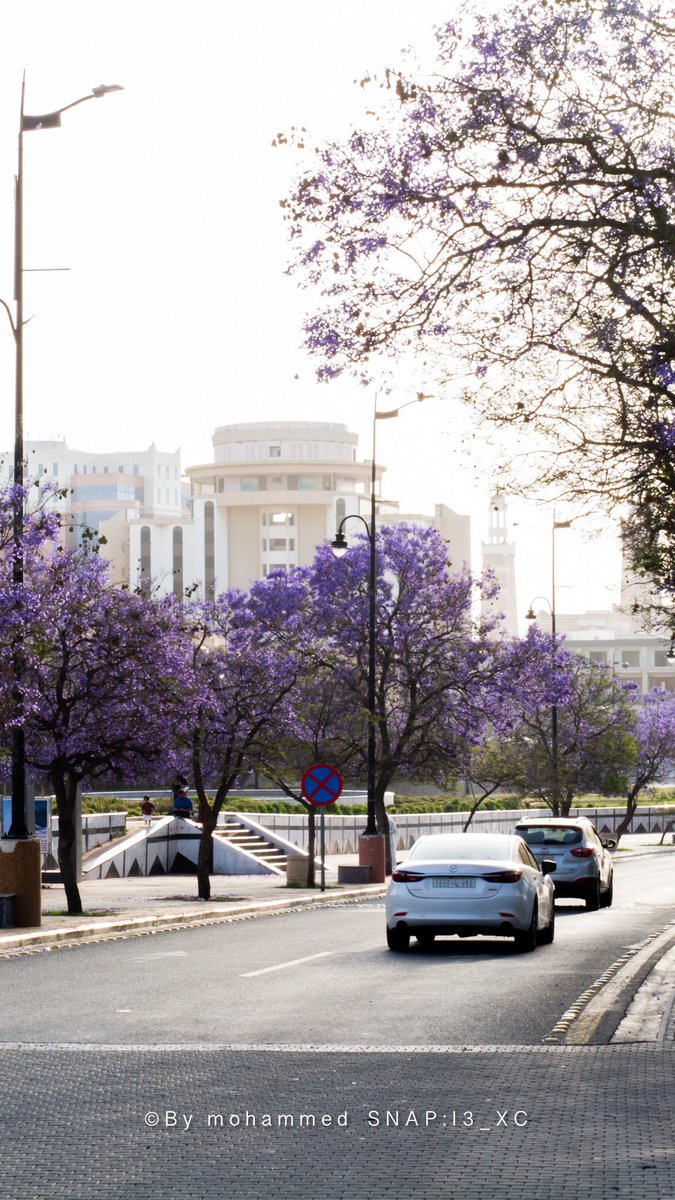 _i3_xx's tweet photo. مـوسم #الجاكرندا بـعسيـر  يحـول شورع #ابها الـى تحفـه جمالـيه 💜 https://t.co/jmxN0IdlfE