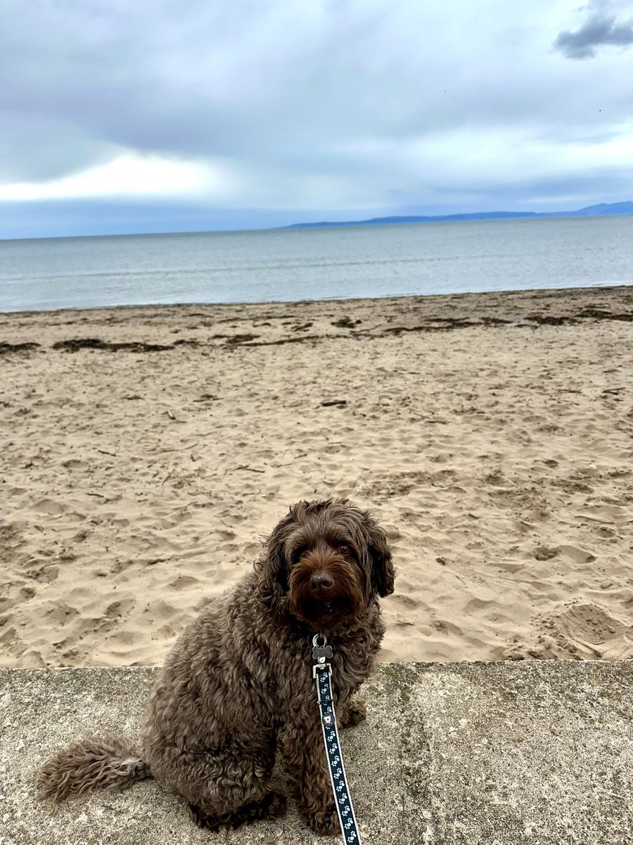 Every day is a good day when you get to the beach!! 🏖️ 🐾🐾