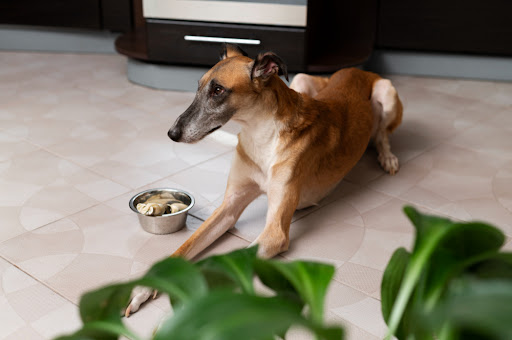 VolhardDogFood's tweet photo. Do Dogs Get Tired of the Same Food?

Is your dog refusing to eat their usual dinner? It's not uncommon for dogs to change their food preferences, but it can be a sign of health issues. Learn the reasons behind this behavior and find solutions to make your dog enjoy their meal ... https://t.co/zowT1VVMld