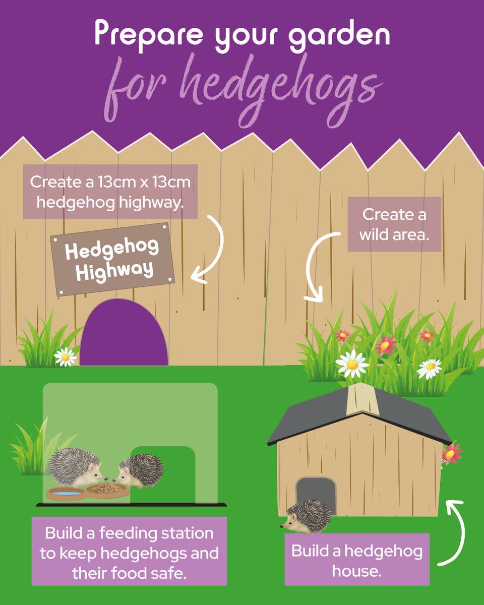 Want to welcome hedgehogs into your garden? Here are some simple ways to create a safe and cosy habitat where they can sleep, eat, and thrive! Let’s give our spiky friends the perfect place to call home🦔🏡

#spikes #spikeshedgehogfood #hedgehogs #hedgehoghighway