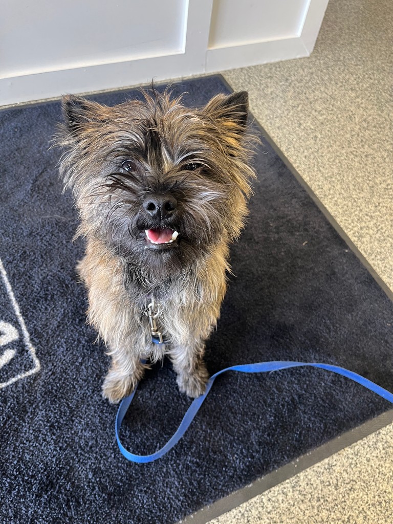 DomesticCarnivo's tweet photo. Did you know Cairn Terriers played Toto in the Wizard of Oz , Meet Vinny the Cairn! 

#dogsofinstagram #domesticcarnivore #rawfed #rawfeeding #ancaster #hamont #brantford #dundas #burlington #oakville #dogsofhamilton #dogsofdomesticcarnivore
#rawdogfood #dogtreats #allergyrelief https://t.co/F8mjkHXCfS
