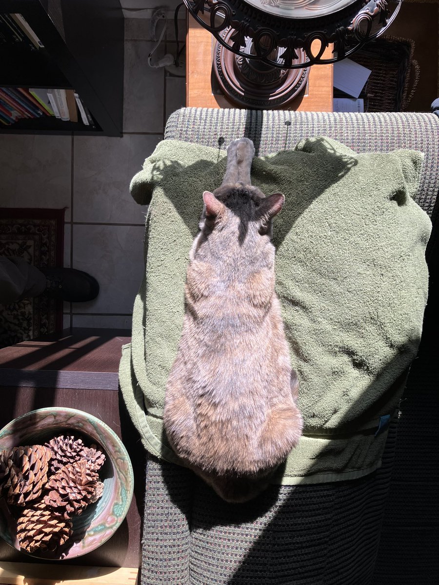 floofyAnimal's tweet photo. #murderfloof Cricket Little https://t.co/LdPk3rdoP8