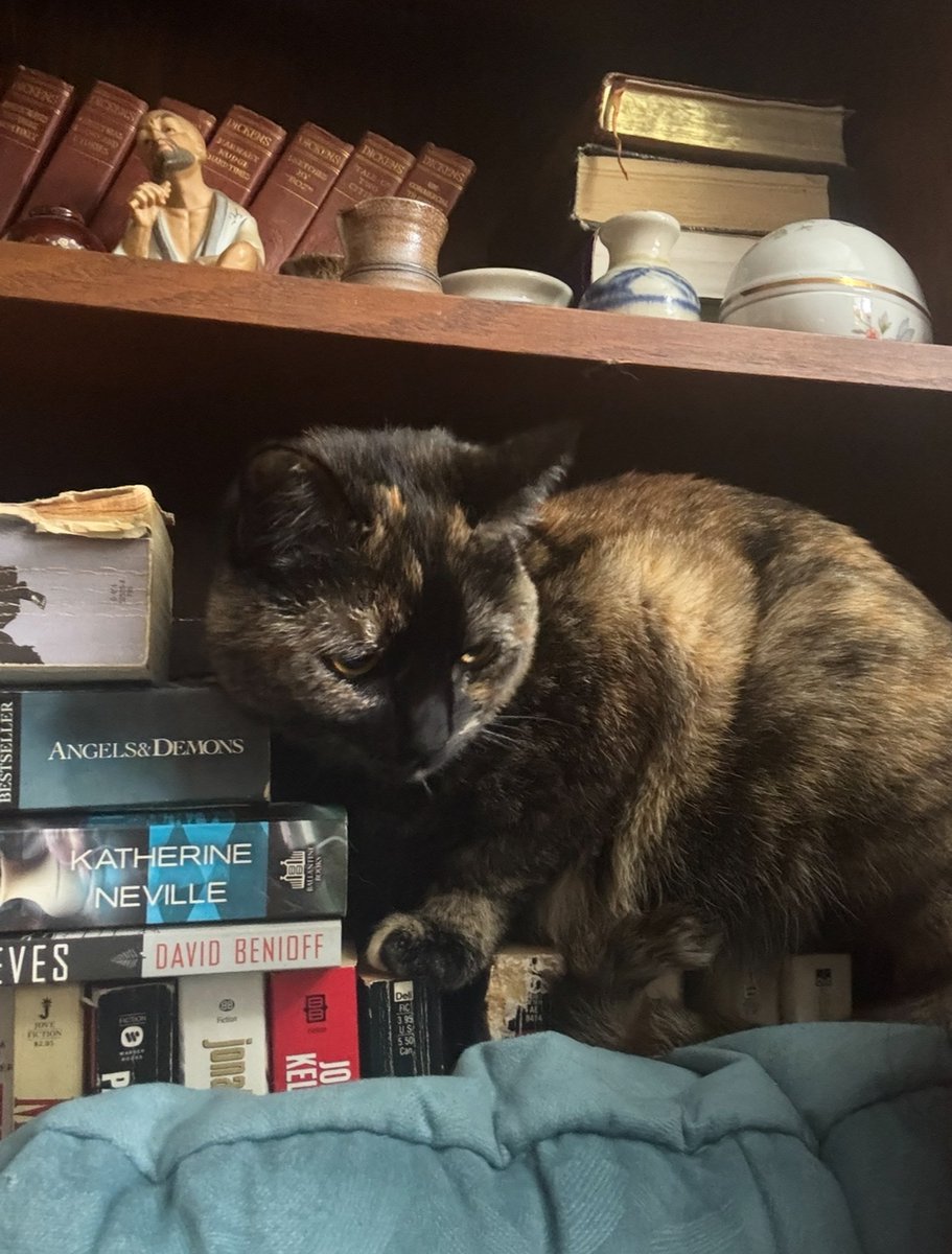 lilbit0JD's tweet photo. I’m sitting in my chair as my cat Hekate looks over my shoulder nestled amongst my books. https://t.co/5orwSdIwaw