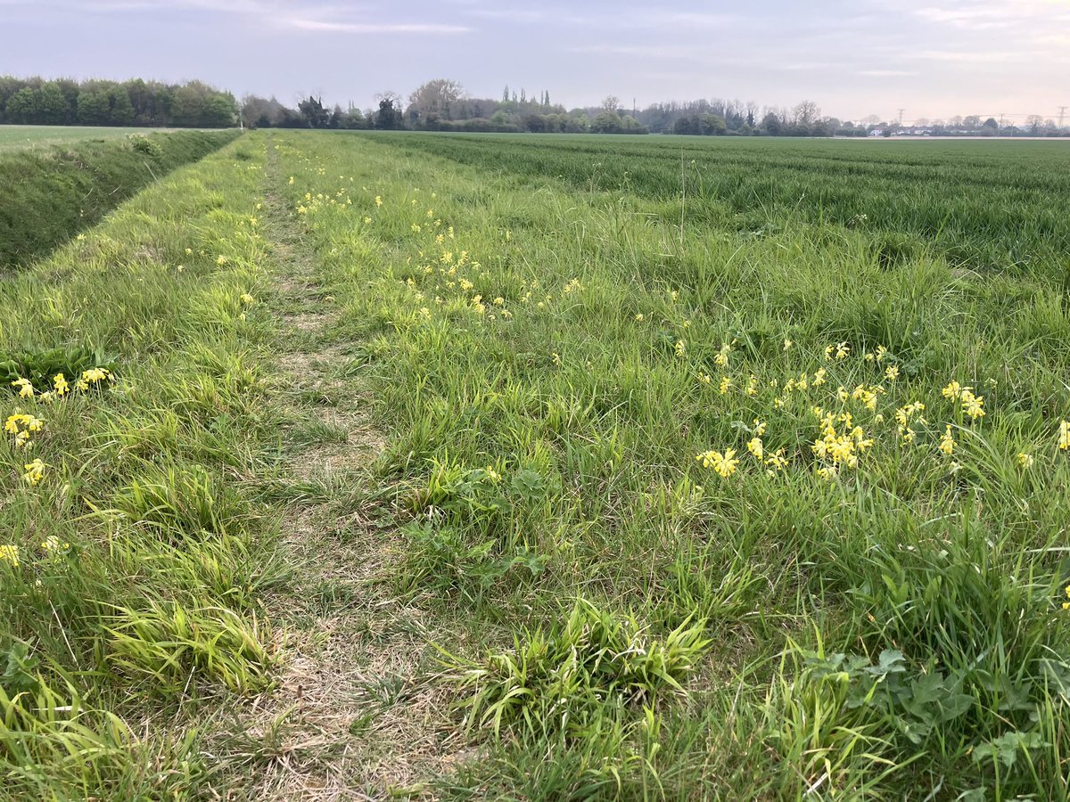 David White 🇬🇧+🇪🇺 tweet media