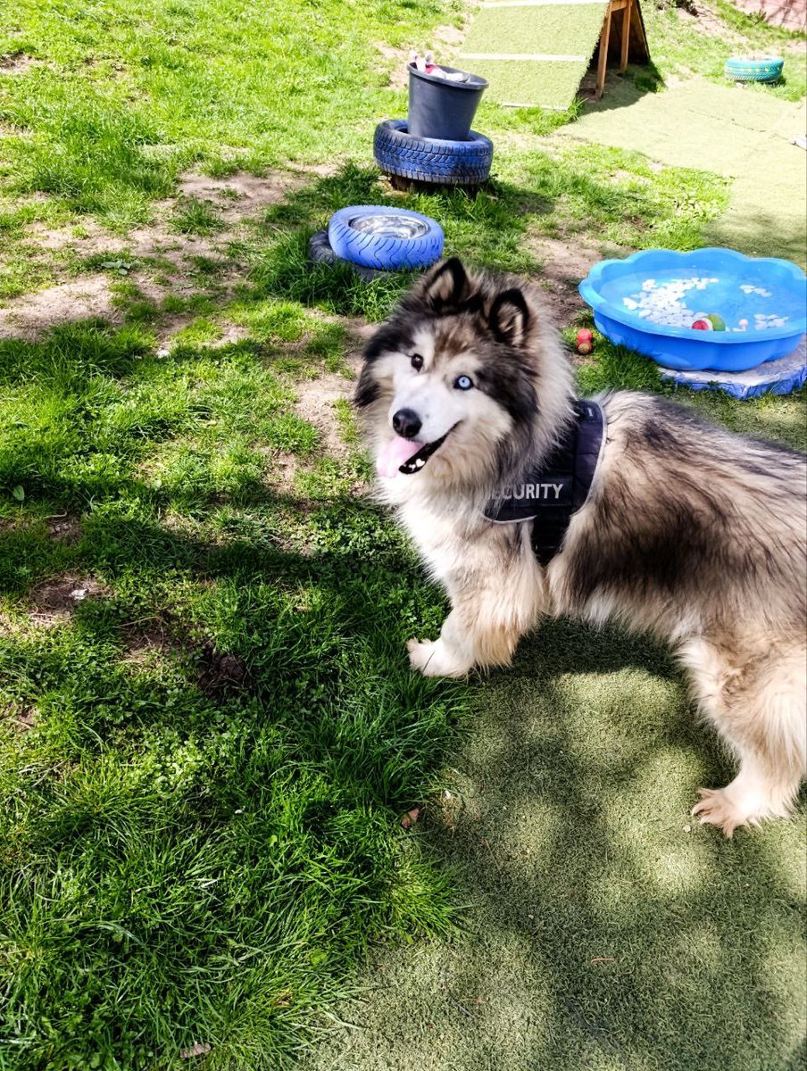 Saving Strays 🐾🐶🐕 (@savingstraysuk) on Twitter photo Easter Saturday Food Appeal Update
You are amazing & now we have just £570 to raise in the next 9 days. Can you help us do it? Can you share this post or donate £1? This Easter please help us keep filling Arci’s bowl and all the other dogs in our care 🙏
justgiving.com/campaign/april… Easter Saturday Food Appeal Update
You are amazing & now we have just £570 to raise in the next 9 days. Can you help us do it? Can you share this post or donate £1? This Easter please help us keep filling Arci’s bowl and all the other dogs in our care 🙏
justgiving.com/campaign/april…