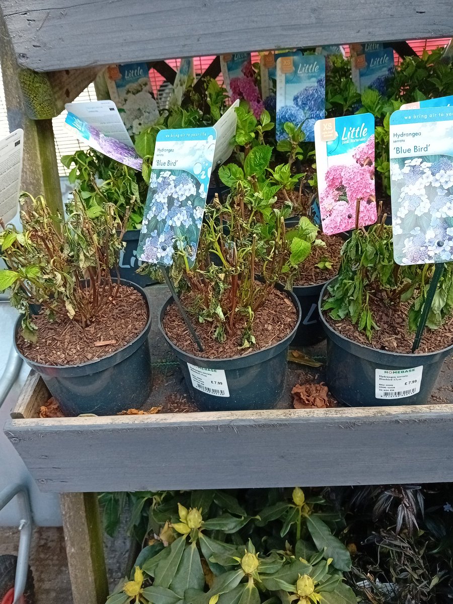 janemoggi's tweet photo. When you travel several miles because @TheRangeUK has the hydrangea you really want but you actually find out where plants go to die. Dead hydrangeas, dead lavender, dead photinia and many others too 🤬 https://t.co/zSDCFGP6VA