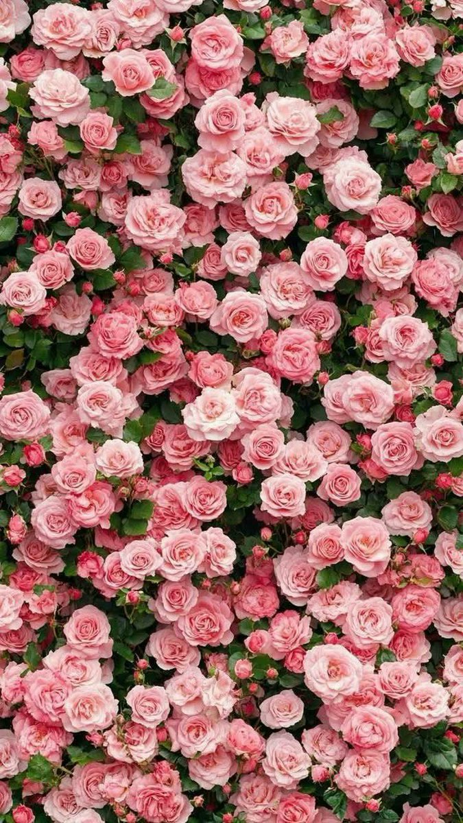 DailyFlowersX's tweet photo. https://t.co/5nC6LfEEGA