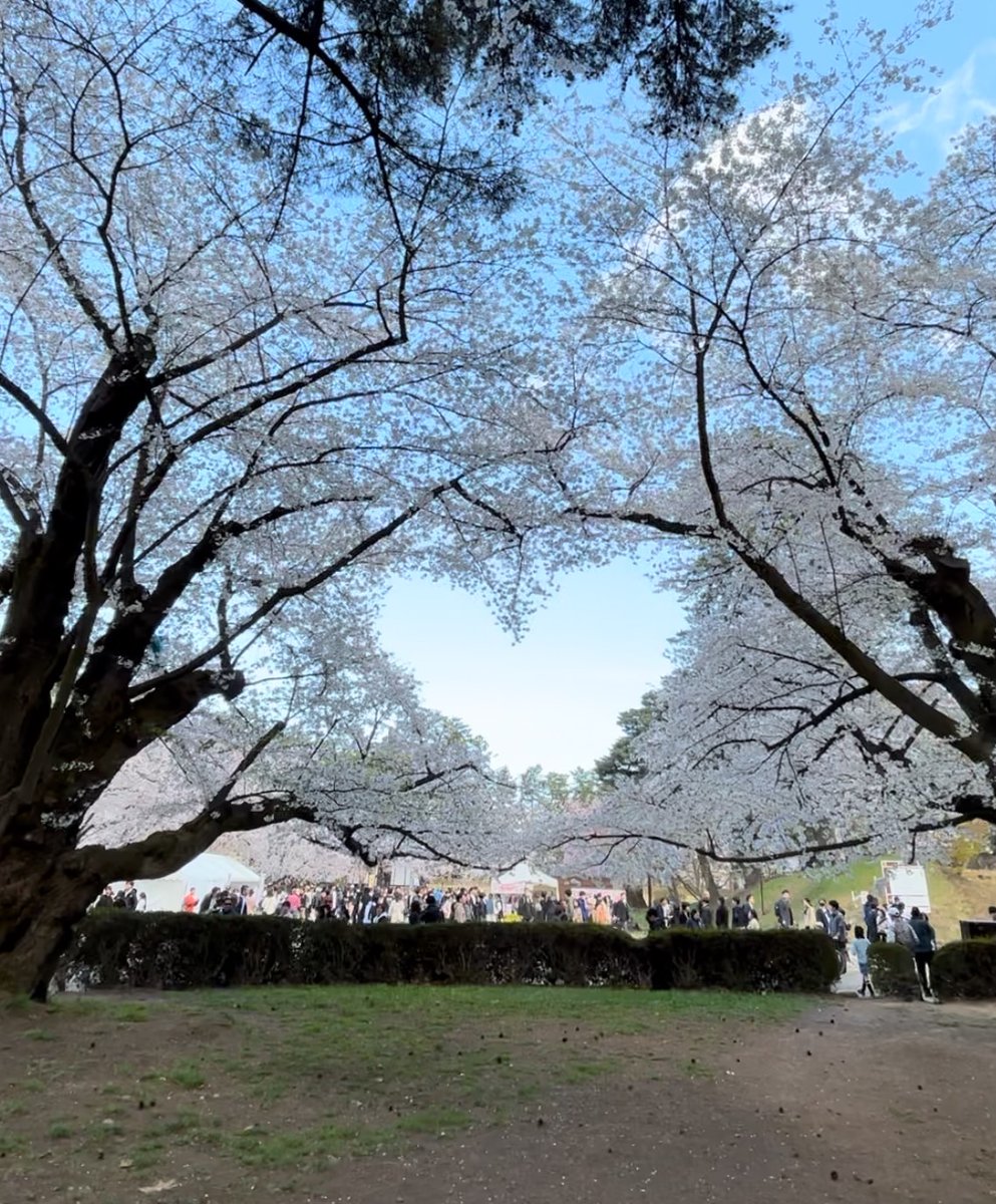 Bee_ikebukuro_B's tweet photo. 今年のNo.1さくらショット🌸 https://t.co/HtHezsN3Ya
