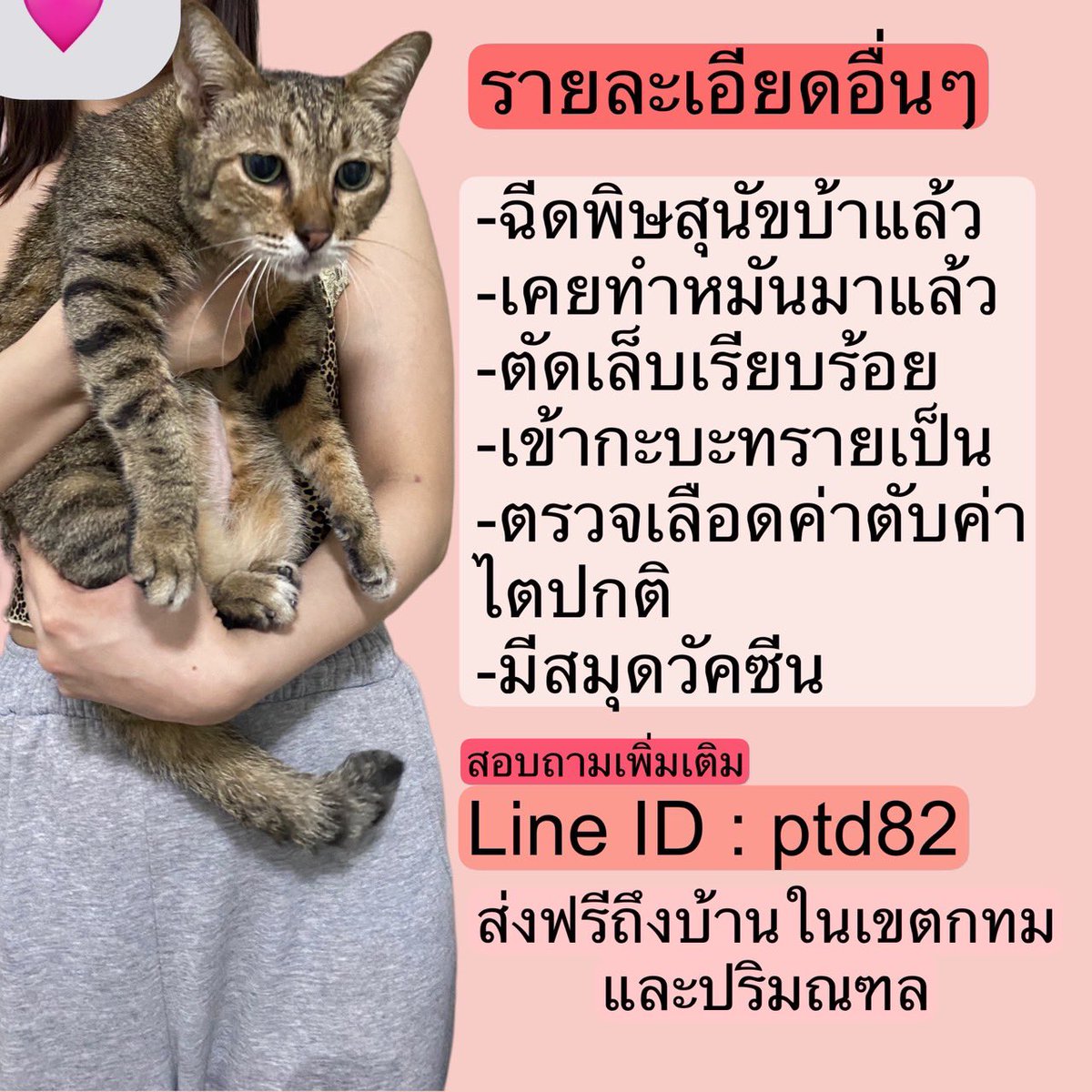 Catster & Co บ้านพักพิงแมวจร tweet media