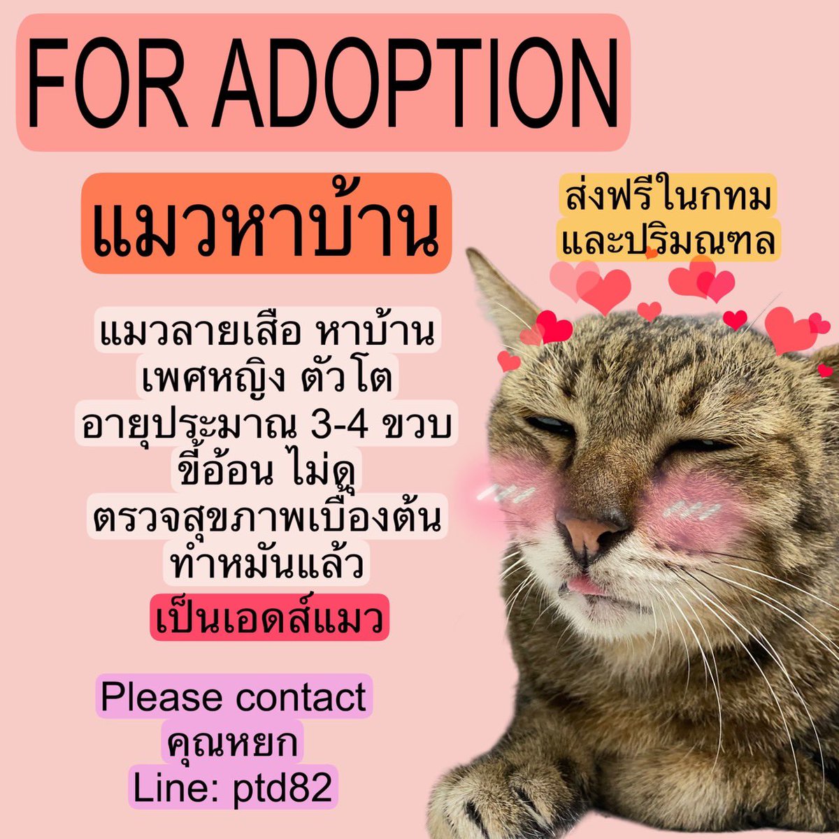 Catster & Co บ้านพักพิงแมวจร tweet media