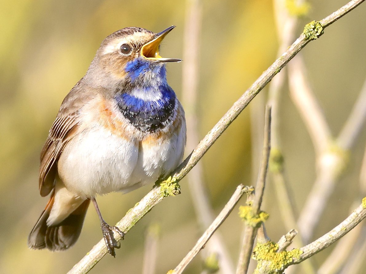 Natuur van de Rhoonse Polder tot de Top van Texel tweet media
