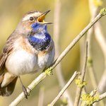 Photo by Natuur van de Rhoonse Polder tot de Top van Texel (@TopvanTexel)