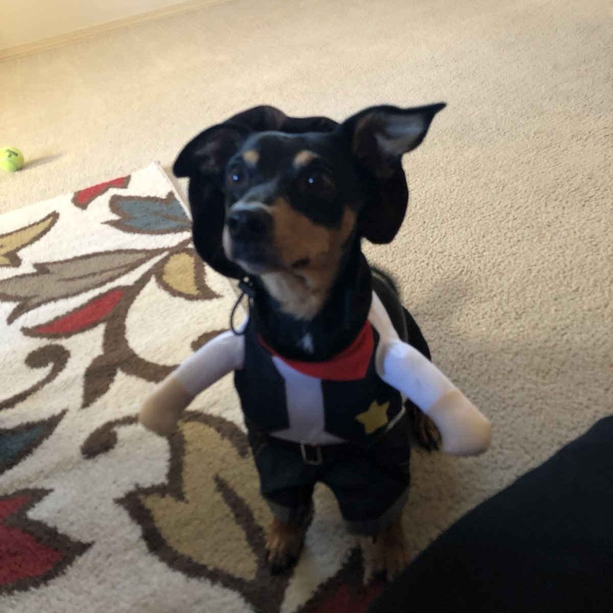 JrAnkerfelt's tweet photo. Logan would have been at the door growling right back at him, my dawg stands on business https://t.co/rvcmB7YQIP