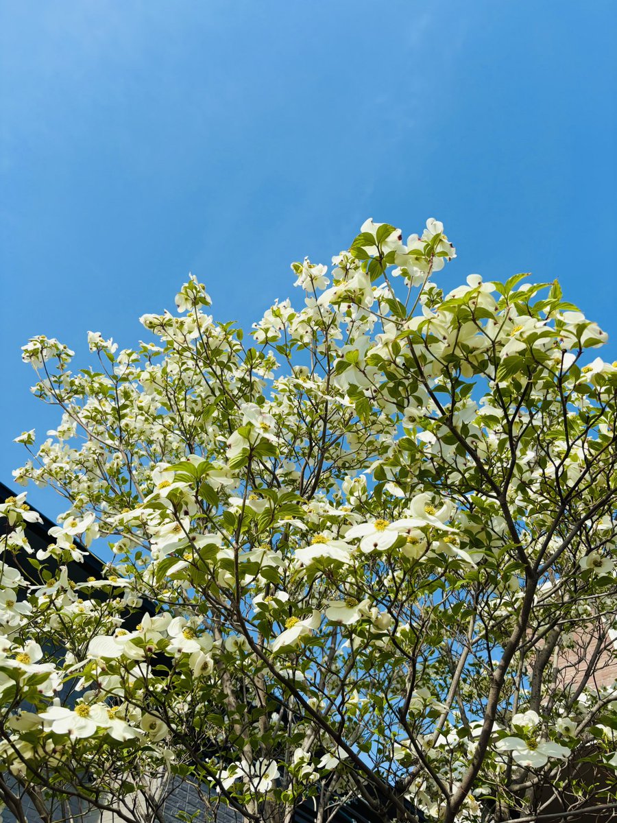 Ut74SDcPm725252's tweet image. 桜が終わる頃に咲くお花𖤣𖥧𖥣。𖥧𖧧
これが ハナミズキだよ(∩˃o˂∩)♡
蕾をみると本当に不思議で
「いないいないぱっ」って言うてるみたい
に咲く🤗
どうやら花びらに見えるのが
葉っぱみたいやけどミ(ノ_ _)ノ ズコッ!
#私の大切な宝者へ
#写真で伝えたい私の世界
#iPhone越しの私の世界