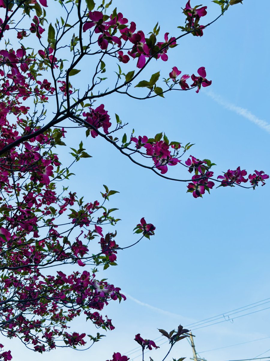 Ut74SDcPm725252's tweet image. 桜が終わる頃に咲くお花𖤣𖥧𖥣。𖥧𖧧
これが ハナミズキだよ(∩˃o˂∩)♡
蕾をみると本当に不思議で
「いないいないぱっ」って言うてるみたい
に咲く🤗
どうやら花びらに見えるのが
葉っぱみたいやけどミ(ノ_ _)ノ ズコッ!
#私の大切な宝者へ
#写真で伝えたい私の世界
#iPhone越しの私の世界