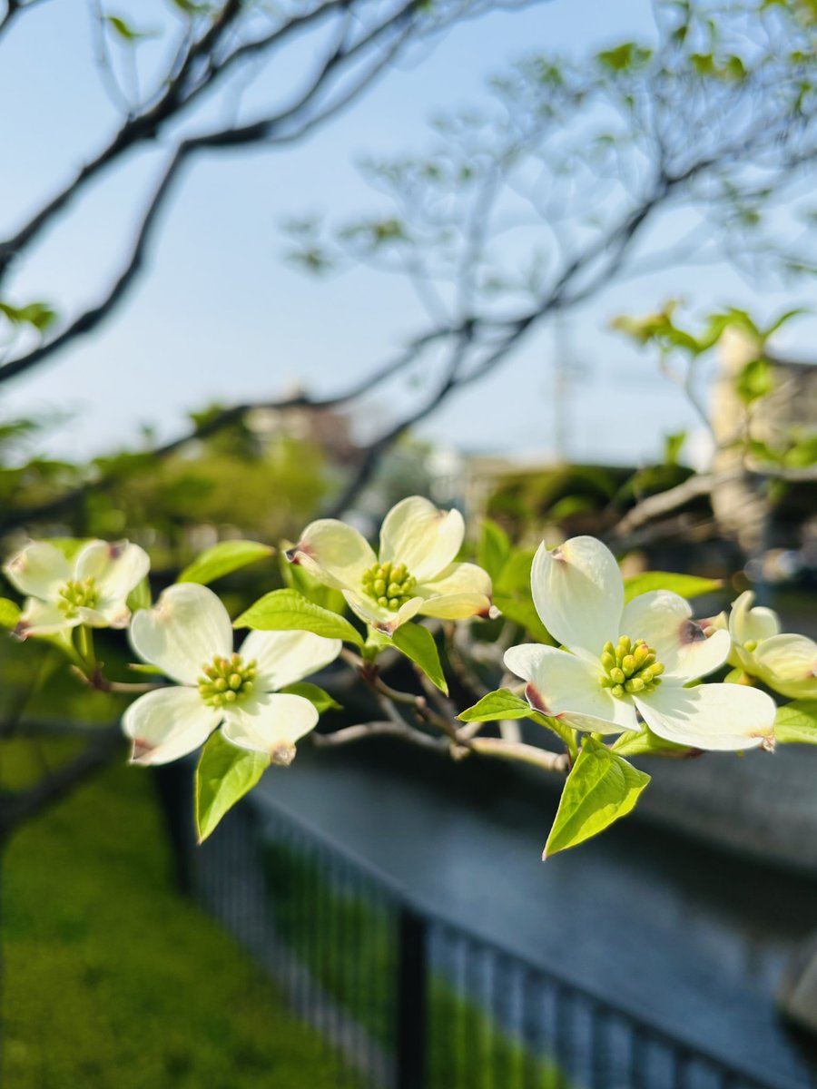 Ut74SDcPm725252's tweet image. 桜が終わる頃に咲くお花𖤣𖥧𖥣。𖥧𖧧
これが ハナミズキだよ(∩˃o˂∩)♡
蕾をみると本当に不思議で
「いないいないぱっ」って言うてるみたい
に咲く🤗
どうやら花びらに見えるのが
葉っぱみたいやけどミ(ノ_ _)ノ ズコッ!
#私の大切な宝者へ
#写真で伝えたい私の世界
#iPhone越しの私の世界