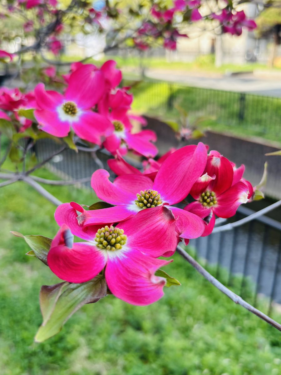 Ut74SDcPm725252's tweet image. 桜が終わる頃に咲くお花𖤣𖥧𖥣。𖥧𖧧
これが ハナミズキだよ(∩˃o˂∩)♡
蕾をみると本当に不思議で
「いないいないぱっ」って言うてるみたい
に咲く🤗
どうやら花びらに見えるのが
葉っぱみたいやけどミ(ノ_ _)ノ ズコッ!
#私の大切な宝者へ
#写真で伝えたい私の世界
#iPhone越しの私の世界