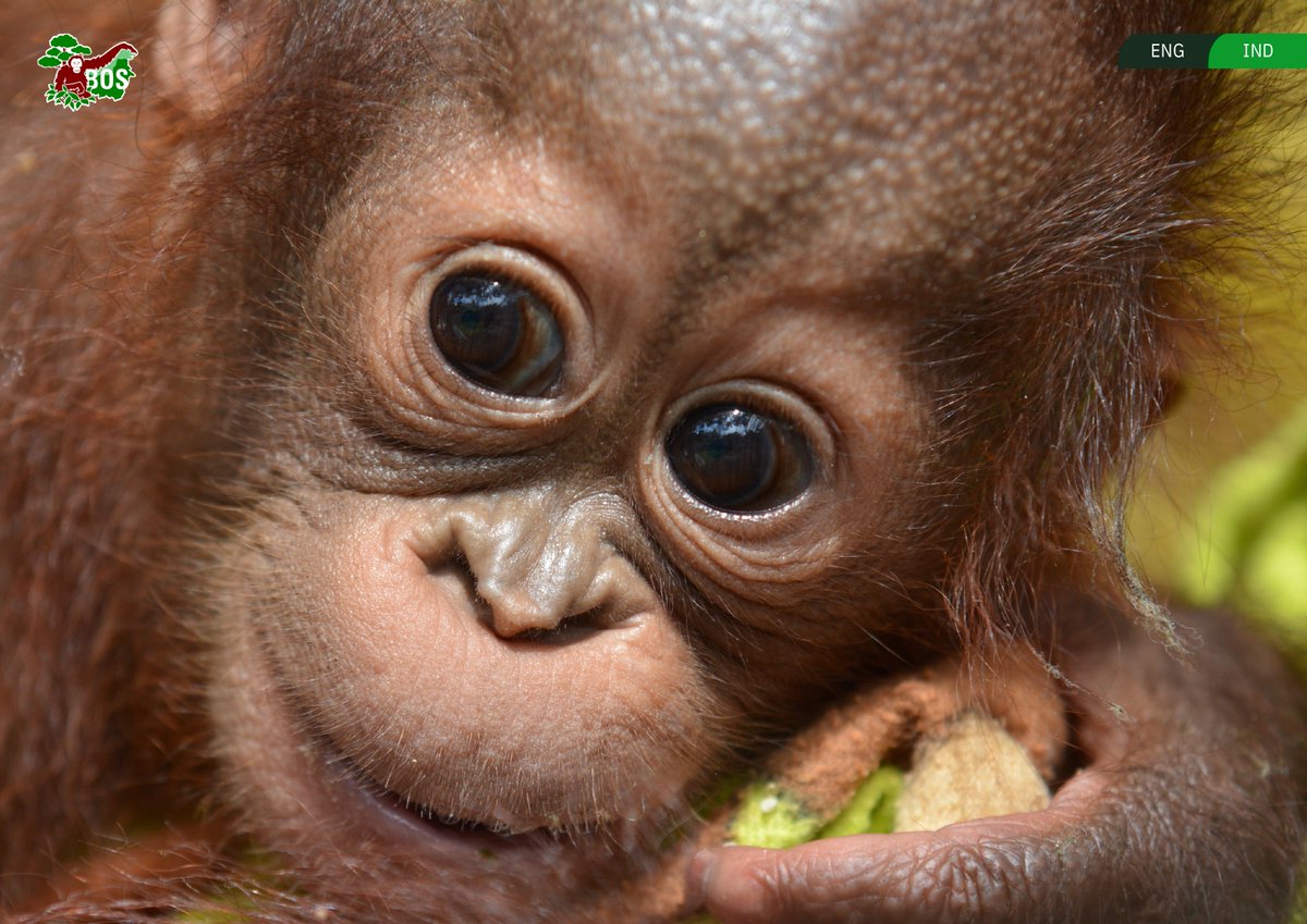 gittynurazizah's tweet photo. To celebrate Jay's birthday, 
I decided to adopt orangutan under his name as brithday present 🎁

Hello, everyone.. Let me introduce 'ONYER, SI PEMIKAT' 🥰

#낭만깜고_락스타_종성데이 
#WeavingOurFateswithJAY
#HappyBirthJAY #JAY #제이 #종성 #ENHYPEN_JAY
@ENHYPEN_members @ENHYPEN https://t.co/suuKrlv2eq