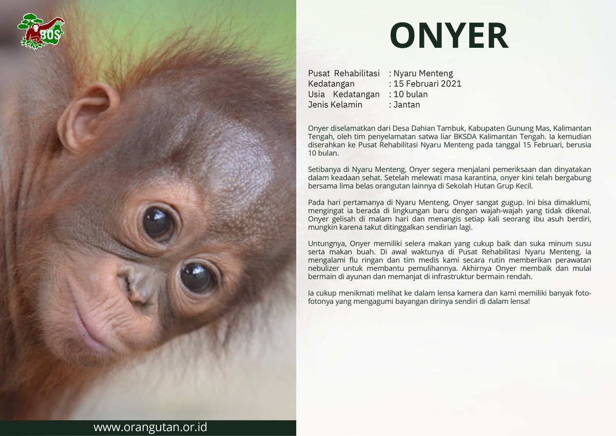 gittynurazizah's tweet photo. To celebrate Jay's birthday, 
I decided to adopt orangutan under his name as brithday present 🎁

Hello, everyone.. Let me introduce 'ONYER, SI PEMIKAT' 🥰

#낭만깜고_락스타_종성데이 
#WeavingOurFateswithJAY
#HappyBirthJAY #JAY #제이 #종성 #ENHYPEN_JAY
@ENHYPEN_members @ENHYPEN https://t.co/suuKrlv2eq