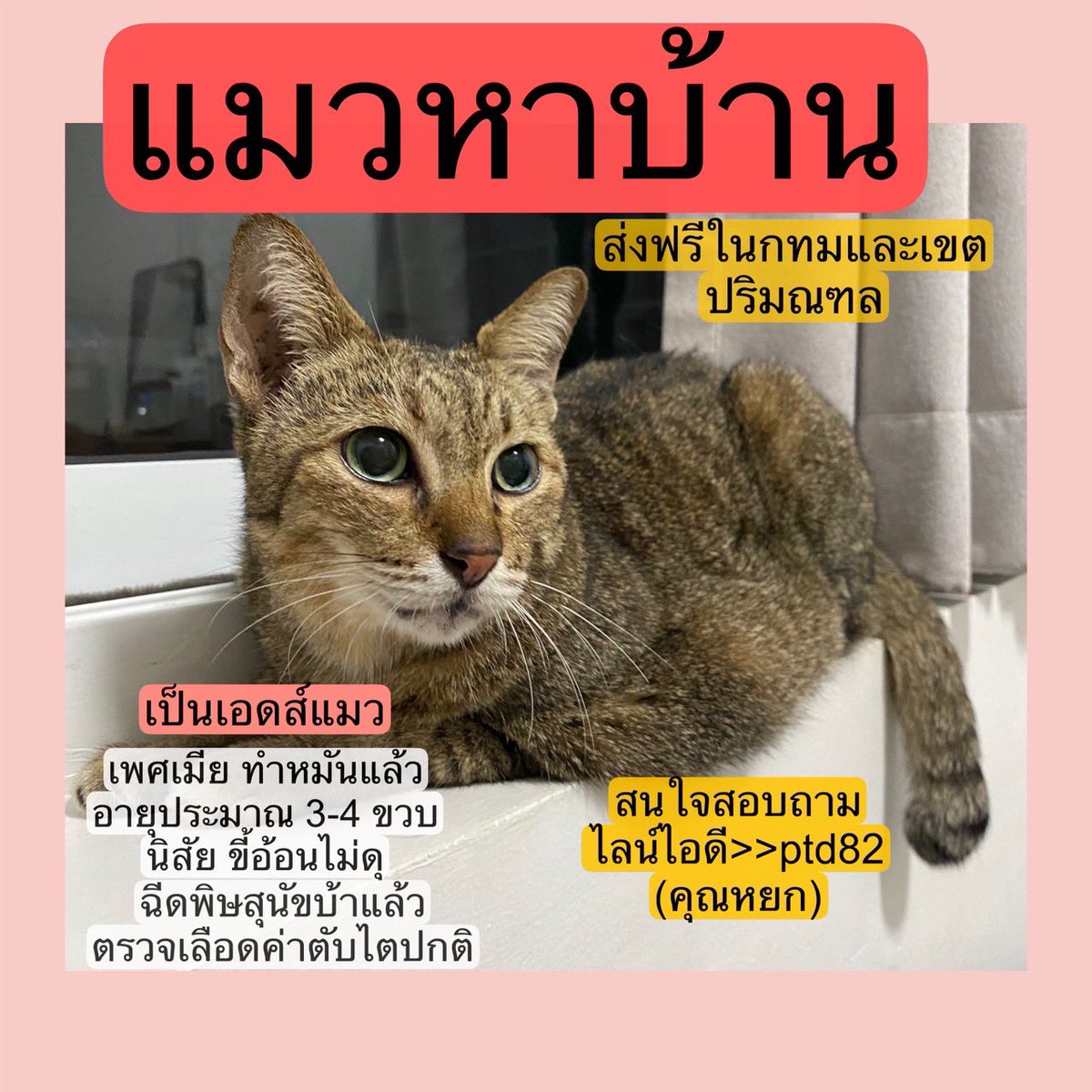 Catster & Co บ้านพักพิงแมวจร tweet media
