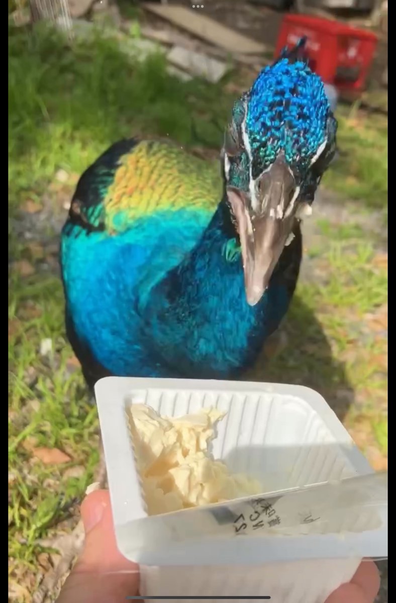 豆腐消失コマ送り