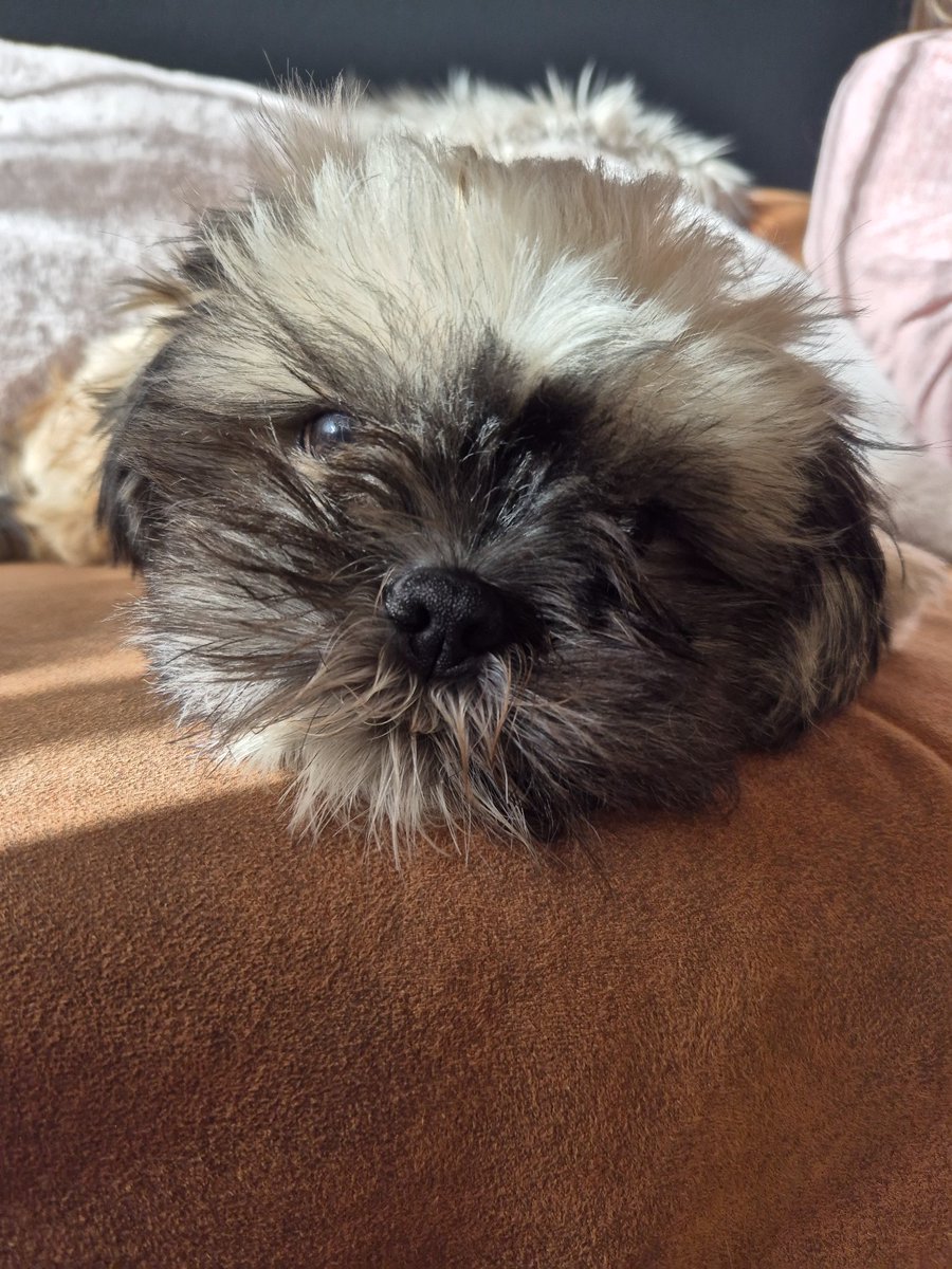 laiverd91's tweet photo. Mijn lieve Nemo.. 😍🥰 https://t.co/5nvUfEansN