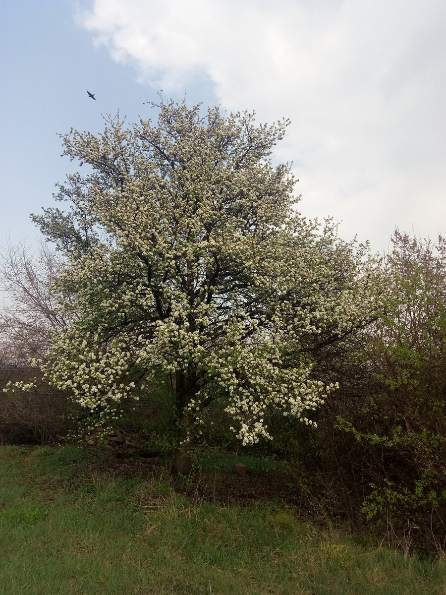 ambel_a's tweet photo. у бабусі в садку завжди було так гарно.

трохи лівіше за кадром ми з братом робили халабуди в дитинстві і могли проводити там по пів дня. https://t.co/IXN6GfcvBY