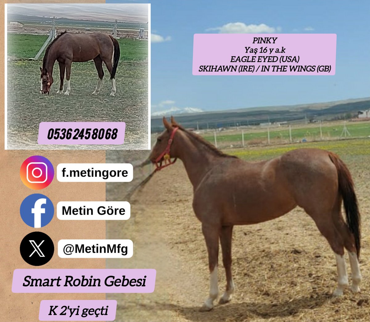 MetinMfg's tweet photo. #EagleEyed kızı #SmartRobin gebesi damızlık PINKY, K-2 yi geçti
PINKY
EAGLE EYED
SKIHAWN/IN THE WINGS
#İdmanda #KoşanAtlar #TercihliKısraklar #GebeKısraklar #ArapTaylar #İngilizTaylar #Yearling #ArabianHorses #Stallion #Tjk #Hipodrom #hara #Çiftlik #TaySatış 0536 245 80 68 https://t.co/4YtrQAmUOh